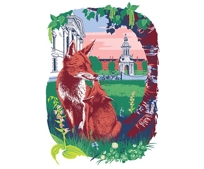 Fox trinity college Dublin